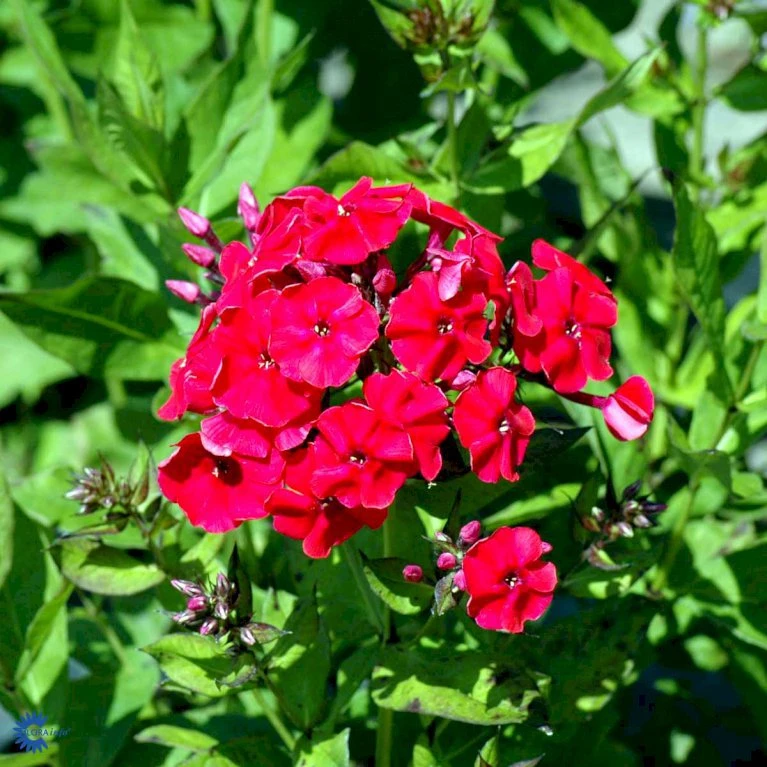 Høstfloks Phlox Paniculata 'Red Riding Hood' 3,5 Liter Potte