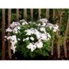 Høstfloks Phlox Paniculata 'White Eye Flame' 1 Liter Potte 2 Høstfloks Phlox Paniculata 'White Eye Flame' 1 Liter Potte -Plantetorvet Butik mi13225 phlox paniculata white eye flame 4212