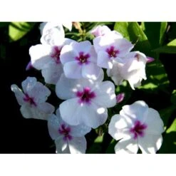 Høstfloks Phlox Paniculata 'White Eye Flame' 1 Liter Potte 4 Høstfloks Phlox Paniculata 'White Eye Flame' 1 Liter Potte -Plantetorvet Butik mi13225 phlox paniculata white eye flame f45e