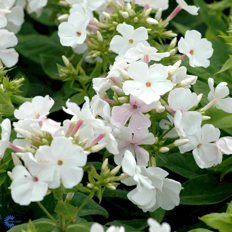 Høstfloks 'White Flame' Phlox Paniculata 'White Flame' 1 liter potte Høstfloks 'White Flame' Phlox Paniculata 'White Flame' 1 Liter Potte -Plantetorvet Butik mi13226 phlox paniculata white flame 3a7d