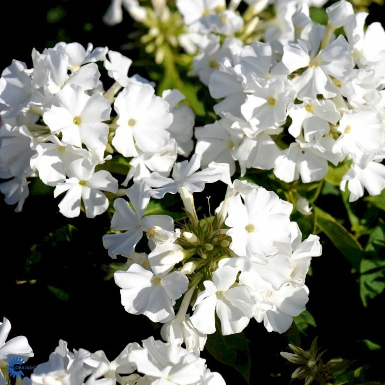 Høstfloks 'White Flame' Phlox Paniculata 'White Flame' 1 Liter Potte