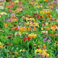 Etageprimula Primula Bulleesiana 9 Cm. Potte 4 Etageprimula Primula Bulleesiana 9 Cm. Potte -Plantetorvet Butik mi13413 primula bulleesiana 524a