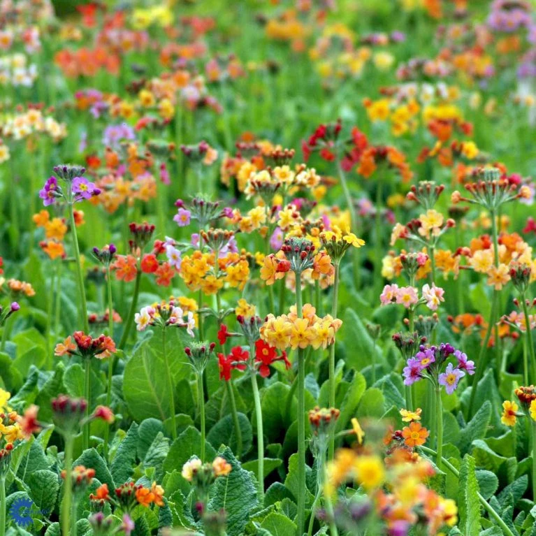 Etageprimula Primula Bulleesiana 9 cm. potte Etageprimula Primula Bulleesiana 9 Cm. Potte -Plantetorvet Butik mi13413 primula bulleesiana 524a