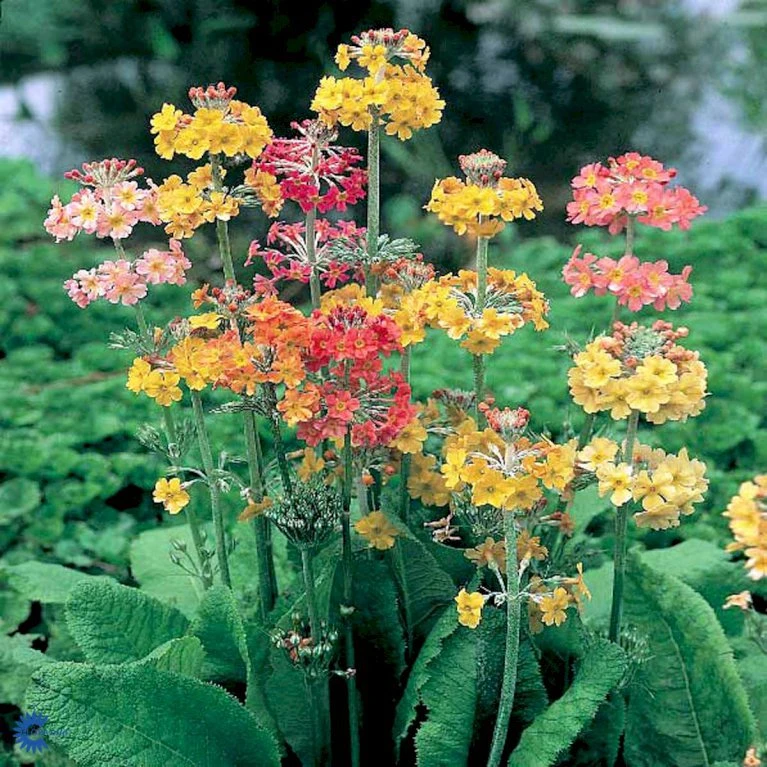 Etageprimula Primula Bulleesiana 9 cm. potte Etageprimula Primula Bulleesiana 9 Cm. Potte -Plantetorvet Butik mi13413 primula bulleesiana 67fd