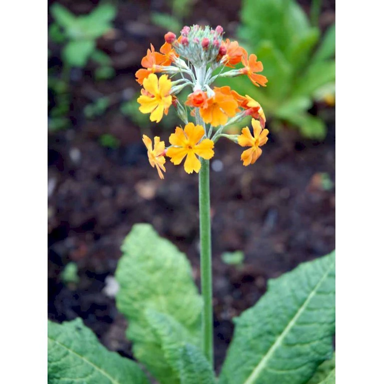 Etageprimula Primula Bulleesiana 9 cm. potte Etageprimula Primula Bulleesiana 9 Cm. Potte -Plantetorvet Butik mi13413 primula bulleesiana 743f