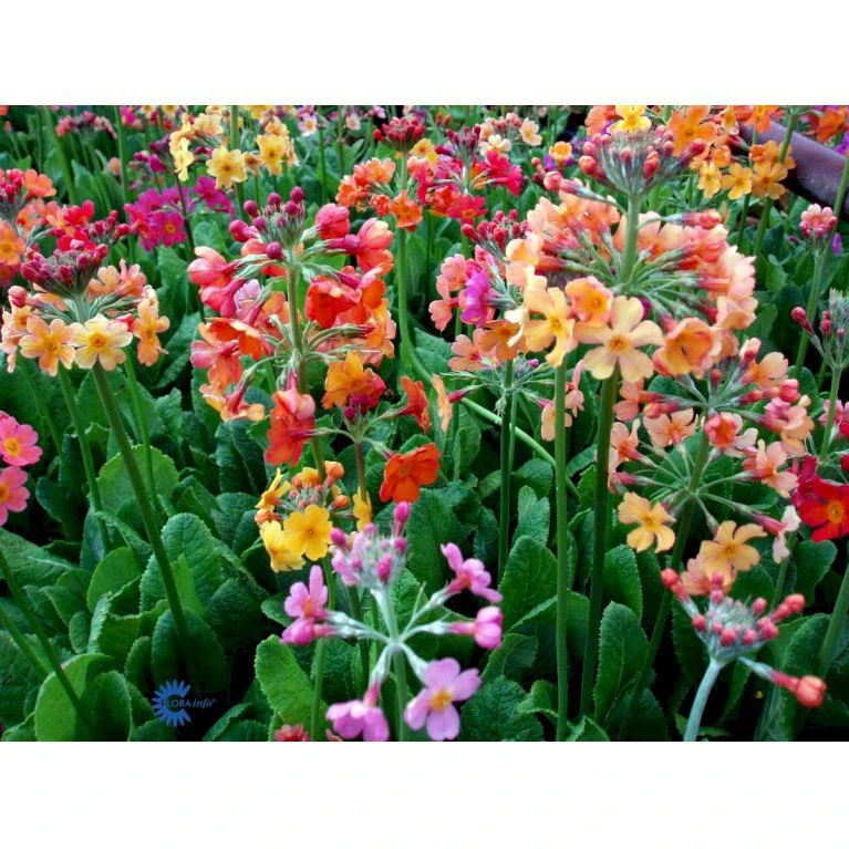 Etageprimula Primula Bulleesiana 9 cm. potte Etageprimula Primula Bulleesiana 9 Cm. Potte -Plantetorvet Butik mi13413 primula bulleesiana b503