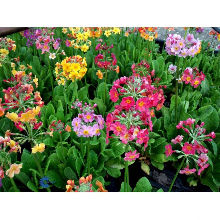 Etageprimula Primula Bulleesiana 9 cm. potte Etageprimula Primula Bulleesiana 9 Cm. Potte -Plantetorvet Butik mi13413 primula bulleesiana d8aa