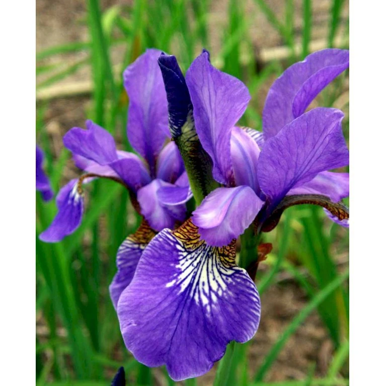 Sibirisk Iris 'Heavenly Blue' Iris Sibirica 'Heavenly Blue' 1 liter potte Sibirisk Iris 'Heavenly Blue' Iris Sibirica 'Heavenly Blue' 1 Liter Potte -Plantetorvet Butik mi1345 iris sibirica heavenly blue a59b