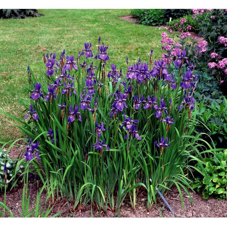 Sibirisk Iris 'Heavenly Blue' Iris Sibirica 'Heavenly Blue' 1 liter potte Sibirisk Iris 'Heavenly Blue' Iris Sibirica 'Heavenly Blue' 1 Liter Potte -Plantetorvet Butik mi1345 iris sibirica heavenly blue c99b