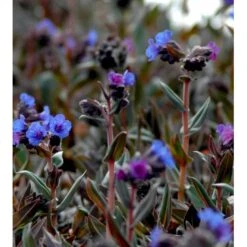 Plettet Lungeurt 'Blue Ensign' Pulmonaria Hybrid 'Blue Ensign' 1 Liter Potte