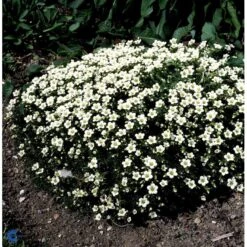 Allemand Stenbræk 'Alba' Saxifraga Arendsii 'Alba' 10 Cm. Potte