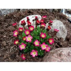 Mos-Stenbræk Saxifraga Arendsii-hybrid 'Peter Pan' 10 Cm. Potte 4 Mos-Stenbræk Saxifraga Arendsii-hybrid 'Peter Pan' 10 Cm. Potte -Plantetorvet Butik mi13737 saxifraga arendsii peter pan 4325