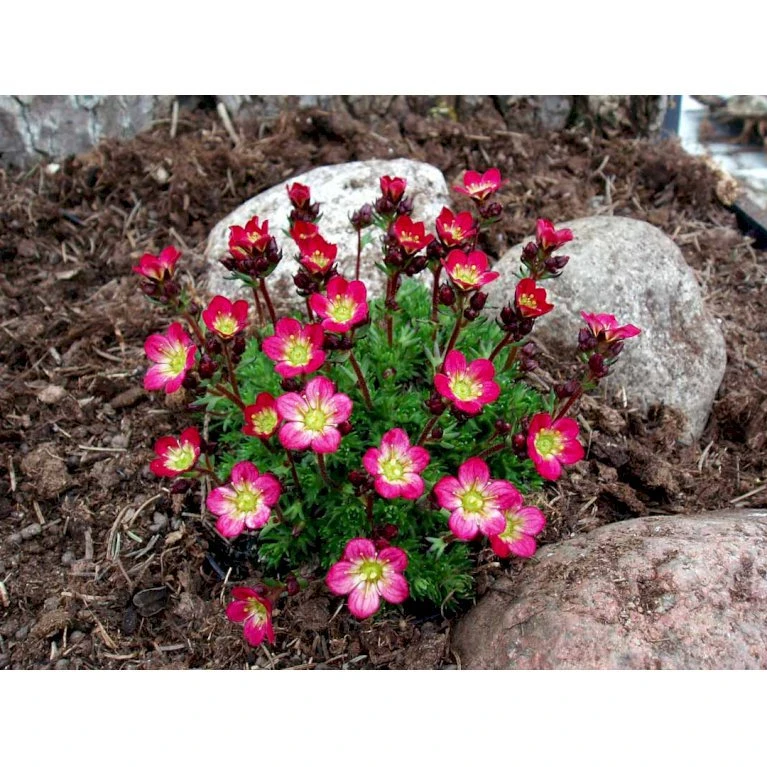 Mos-Stenbræk Saxifraga Arendsii-hybrid 'Peter Pan' 10 cm. potte Mos-Stenbræk Saxifraga Arendsii-hybrid 'Peter Pan' 10 Cm. Potte -Plantetorvet Butik mi13737 saxifraga arendsii peter pan 4325