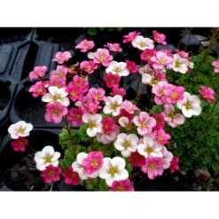 Mos-Stenbræk Saxifraga Arendsii-hybrid 'Peter Pan' 10 Cm. Potte 6 Mos-Stenbræk Saxifraga Arendsii-hybrid 'Peter Pan' 10 Cm. Potte -Plantetorvet Butik mi13737 saxifraga arendsii peter pan 4eea