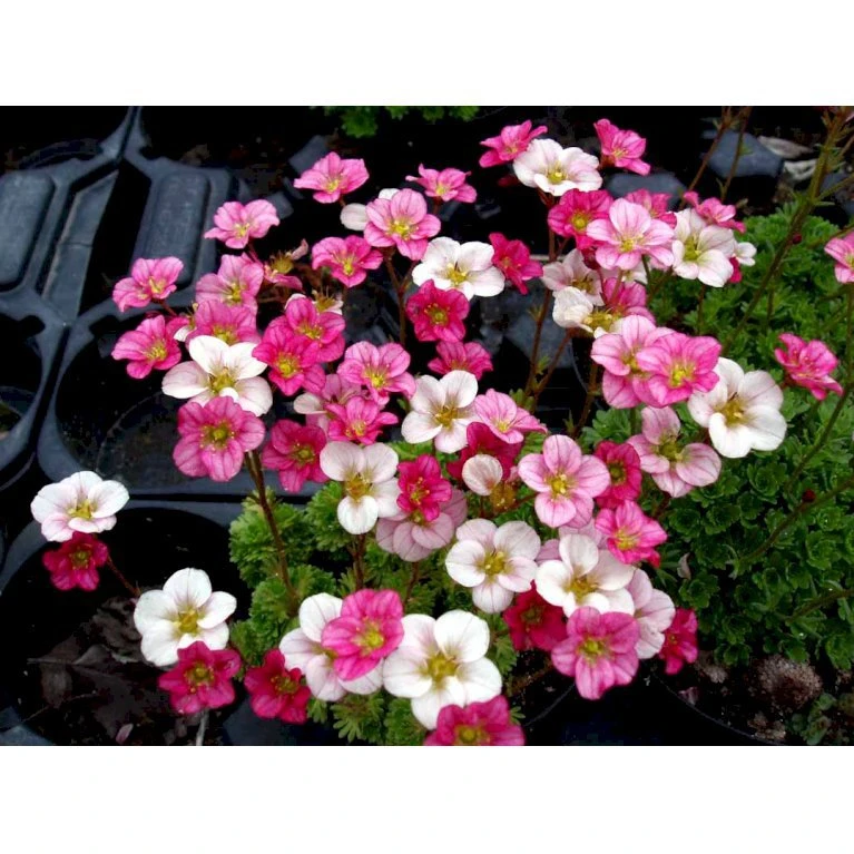 Mos-Stenbræk Saxifraga Arendsii-hybrid 'Peter Pan' 10 cm. potte Mos-Stenbræk Saxifraga Arendsii-hybrid 'Peter Pan' 10 Cm. Potte -Plantetorvet Butik mi13737 saxifraga arendsii peter pan 4eea