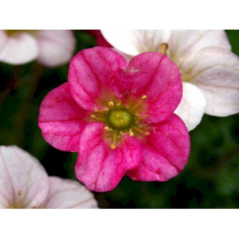 Mos-Stenbræk Saxifraga Arendsii-hybrid 'Peter Pan' 10 cm. potte Mos-Stenbræk Saxifraga Arendsii-hybrid 'Peter Pan' 10 Cm. Potte -Plantetorvet Butik mi13737 saxifraga arendsii peter pan 4f92