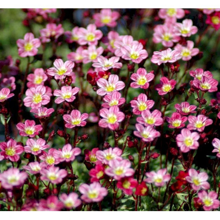 Mos-Stenbræk Saxifraga Arendsii-hybrid 'Peter Pan' 10 cm. potte Mos-Stenbræk Saxifraga Arendsii-hybrid 'Peter Pan' 10 Cm. Potte -Plantetorvet Butik mi13737 saxifraga arendsii peter pan c7ee
