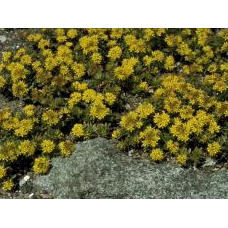 Stenurt 'Immergrünchen' Sedum Floriferum 'Immergrünchen' 10 cm. potte Stenurt 'Immergrünchen' Sedum Floriferum 'Immergrünchen' 10 Cm. Potte -Plantetorvet Butik mi13899 sedum floriferum 528e