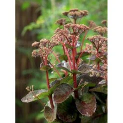 Sankthansurt 'Matrona' Sedum Telephium 'Matrona' 1 Liter Potte -Plantetorvet Butik mi13916 sedum matrona 5608
