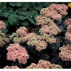 Sankthansurt 'Matrona' Sedum Telephium 'Matrona' 1 Liter Potte -Plantetorvet Butik mi13916 sedum matrona a892
