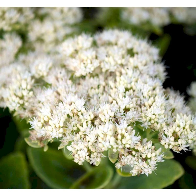 Kinesisk Sankthansurt Sedum Spectabilie 'Star Dust' 1 liter potte Kinesisk Sankthansurt Sedum Spectabilie 'Star Dust' 1 Liter Potte -Plantetorvet Butik mi13936 sedum spectabile star dust 1518