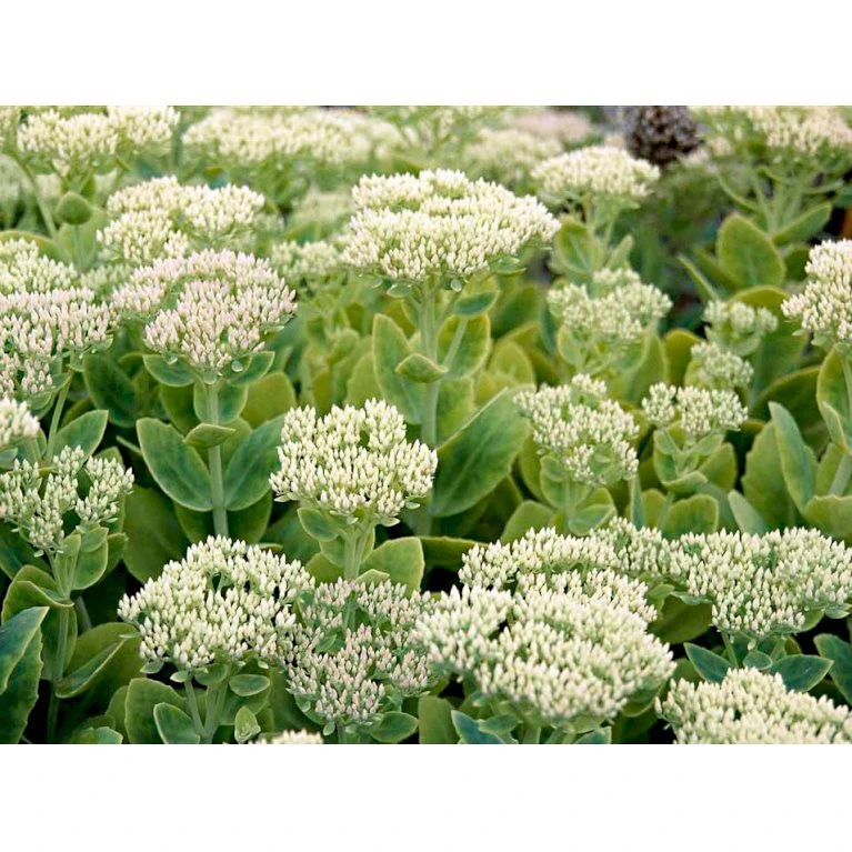 Kinesisk Sankthansurt Sedum Spectabilie 'Star Dust' 1 liter potte Kinesisk Sankthansurt Sedum Spectabilie 'Star Dust' 1 Liter Potte -Plantetorvet Butik mi13936 sedum spectabile star dust 5d6c