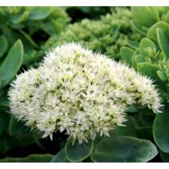 Kinesisk Sankthansurt Sedum Spectabilie 'Star Dust' 1 Liter Potte 4 Kinesisk Sankthansurt Sedum Spectabilie 'Star Dust' 1 Liter Potte -Plantetorvet Butik mi13936 sedum spectabile star dust 78ca