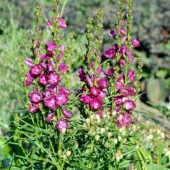 Silkekatost 'Brilliant' Sidalcea Oregana 'Brilliant' 1 Liter Potte