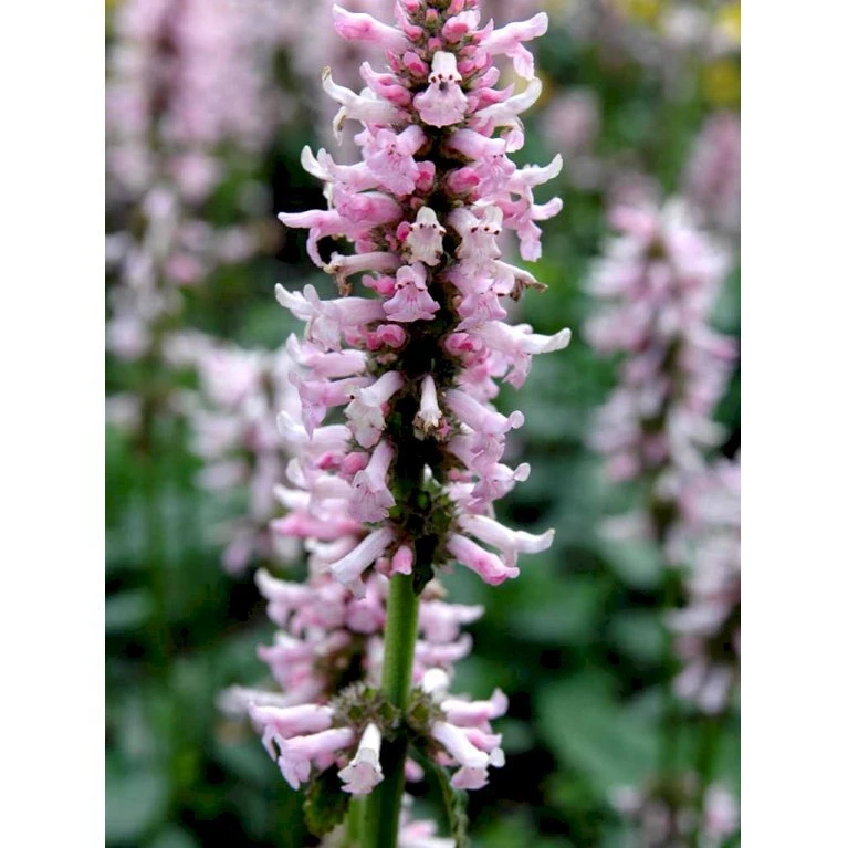 Betonie Stachys Monnieri 'Hummelo' 1 liter potte Betonie Stachys Monnieri 'Hummelo' 1 Liter Potte -Plantetorvet Butik mi14090 stachys monnieri 7d22