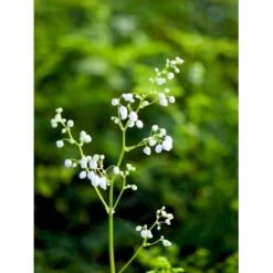 Stor Violfrøstjerne Thalictrum Splendide 'White' 1 Liter Potte -Plantetorvet Butik mi14147 thalictrum splendide white 62f7