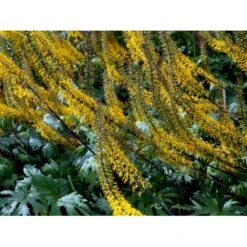 Aks-Brandbæger Ligularia Przewalskii 1 Liter Potte 4 Aks-Brandbæger Ligularia Przewalskii 1 Liter Potte -Plantetorvet Butik mi1428 ligularia przewalskii ebd9