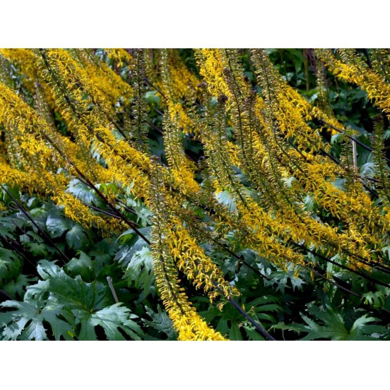 Aks-Brandbæger Ligularia Przewalskii 1 liter potte Aks-Brandbæger Ligularia Przewalskii 1 Liter Potte -Plantetorvet Butik mi1428 ligularia przewalskii ebd9