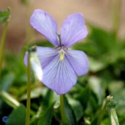 Hornviol Viola Cornuta 'Boughton Blue' Bakke Med 12 Stk. -Plantetorvet Butik mi14292 viola cornuta boughton blue 8876