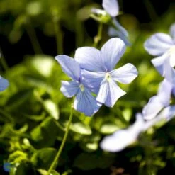 Hornviol Viola Cornuta 'Boughton Blue' Bakke Med 12 Stk. -Plantetorvet Butik mi14292 viola cornuta boughton blue c380