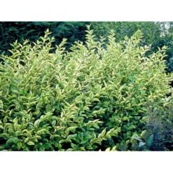 Gul Bredbladet Liguster Ligustrum Ovalifolium 'Aureum' Potte 12 Liter,- 100-125 Cm. 5 Gul Bredbladet Liguster Ligustrum Ovalifolium 'Aureum' Potte 12 Liter,- 100-125 Cm. -Plantetorvet Butik mi1433 ligustrum ovalifolium aureum 3e53