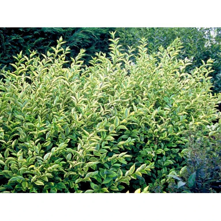 Gul Bredbladet Liguster Ligustrum Ovalifolium 'Aureum' Potte 12 liter,- 100-125 cm. Gul Bredbladet Liguster Ligustrum Ovalifolium 'Aureum' Potte 12 Liter,- 100-125 Cm. -Plantetorvet Butik mi1433 ligustrum ovalifolium aureum 3e53