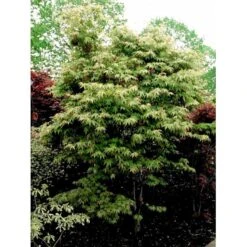 Japansk Løn Acer Palmatum 'Osakazuki' Potte 20 Liter,- 125-150 Cm. -Plantetorvet Butik mi14459 acer palmatum osakazuki 4418