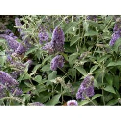 Sommerfuglebusk 'Lochinch' Buddleja Davidii 'Lochinch' 3,5 Liter Potte -Plantetorvet Butik mi14629 buddleia davidii lochinch d1bf