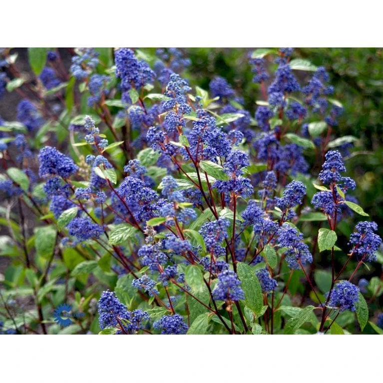 Amerikansk Syren 'Henri Désfossé' Ceanothus Hybrid 'Henri Désfossé' 3,5 liter potte Amerikansk Syren 'Henri Désfossé' Ceanothus Hybrid 'Henri Désfossé' 3,5 Liter Potte -Plantetorvet Butik mi14813 ceanothus del henri desfosse fcee