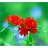 Brændende Kærlighed Lychnis Chalcedonica 1 Liter Potte -Plantetorvet Butik mi1483 lychnis chalcedonica d268