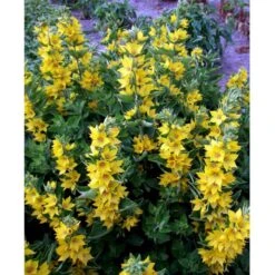 Prikbladet Fredløs Lysimachia Punctata 1 Liter Potte 5 Prikbladet Fredløs Lysimachia Punctata 1 Liter Potte -Plantetorvet Butik mi1494 lysimachia punctata 0a5f
