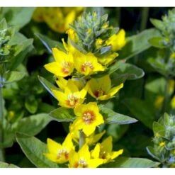 Prikbladet Fredløs Lysimachia Punctata 1 Liter Potte 4 Prikbladet Fredløs Lysimachia Punctata 1 Liter Potte -Plantetorvet Butik mi1494 lysimachia punctata 4c6d