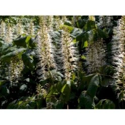 Busk-Hestekastanie Aesculus Parviflora Solitær Busk 100-125 Cm. Høj,- 60-100 Cm. Bred. 6 Busk-Hestekastanie Aesculus Parviflora Solitær Busk 100-125 Cm. Høj,- 60-100 Cm. Bred. -Plantetorvet Butik mi149 aesculus parviflora 6458