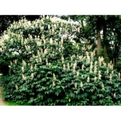 Busk-Hestekastanie Aesculus Parviflora Solitær Busk 100-125 Cm. Høj,- 60-100 Cm. Bred. 4 Busk-Hestekastanie Aesculus Parviflora Solitær Busk 100-125 Cm. Høj,- 60-100 Cm. Bred. -Plantetorvet Butik mi149 aesculus parviflora d797