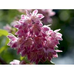 Stjernetop 'Strawberry Fields' Deutzia Gracilis 'Strawberry Fields' Potte 6,5 Liter 60-80 Cm. 4 Stjernetop 'Strawberry Fields' Deutzia Gracilis 'Strawberry Fields' Potte 6,5 Liter 60-80 Cm. -Plantetorvet Butik mi15006 deutzia x hybrida strawberry fields 661e