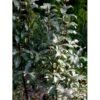 Bredbladet Sølvblad Elaeagnus Commutata Med Klump,- 125-150 Cm. 1 Bredbladet Sølvblad Elaeagnus Commutata Med Klump,- 125-150 Cm. -Plantetorvet Butik mi15021 elaeagnus commutata 6111