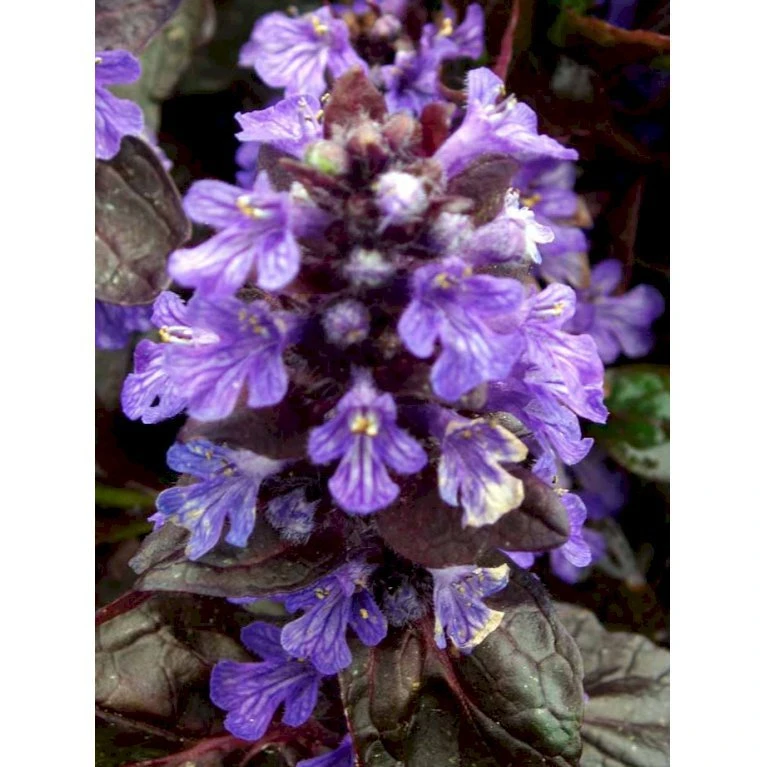 Krybende Læbeløs 'Braunherz' Ajuga Reptans 'Braunherz' 10 cm. potte Krybende Læbeløs 'Braunherz' Ajuga Reptans 'Braunherz' 10 Cm. Potte -Plantetorvet Butik mi151 ajuga reptans braunherz 5145