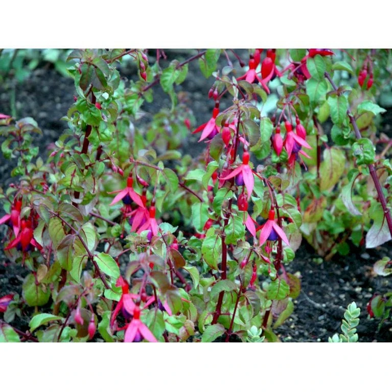 Fuchsia 'Mrs. Popple' Fuchsia Magellanica 'Mrs. Popple' 3,5 liter potte Fuchsia 'Mrs. Popple' Fuchsia Magellanica 'Mrs. Popple' 3,5 Liter Potte -Plantetorvet Butik mi15249 fuchsia mrs popple 4443