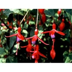 Fuchsia 'Mrs. Popple' Fuchsia Magellanica 'Mrs. Popple' 3,5 Liter Potte 4 Fuchsia 'Mrs. Popple' Fuchsia Magellanica 'Mrs. Popple' 3,5 Liter Potte -Plantetorvet Butik mi15249 fuchsia mrs popple 9c00