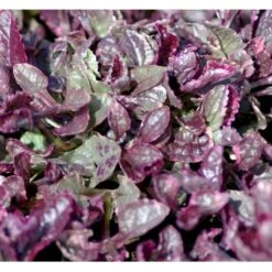 Krybende Læbeløs 'Burgundy Glow' Ajuga Reptans 'Burgundy Glow' 10 Cm. Potte 4 Krybende Læbeløs 'Burgundy Glow' Ajuga Reptans 'Burgundy Glow' 10 Cm. Potte -Plantetorvet Butik mi152 ajuga reptans burgundy glow 7fe5